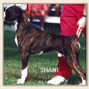 shane.jpg - 30152 Bytes