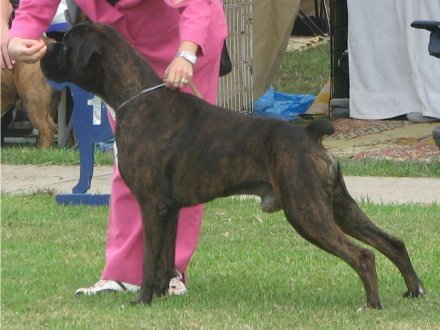 toro.jpg - 36669 Bytes